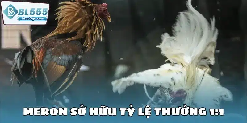Đá Gà BL555 - Trực Tuyến 24/7, Cược Nhanh Thắng Lớn 3 da_ga_bl555_sanh_meron