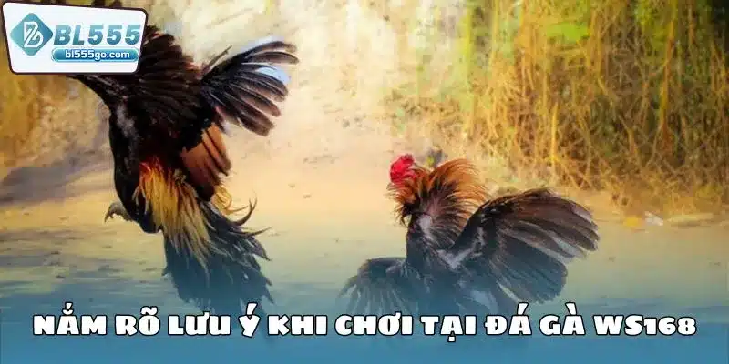 Đá Gà WS168 - Đấu Trường Gà Đầy Đam Mê 4 da-ga-ws168-luu-y