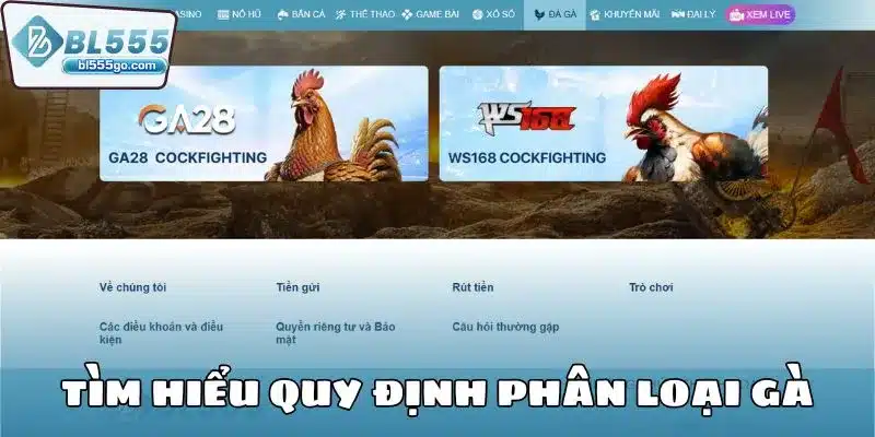 Đá Gà WS168 - Đấu Trường Gà Đầy Đam Mê 3 da-ga-ws168-tim-hieu