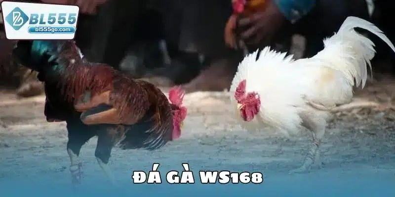 Đá Gà WS168 - Đấu Trường Gà Đầy Đam Mê 7 da-ga-ws168